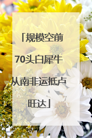 规模空前 70头白犀牛从南非运抵卢旺达